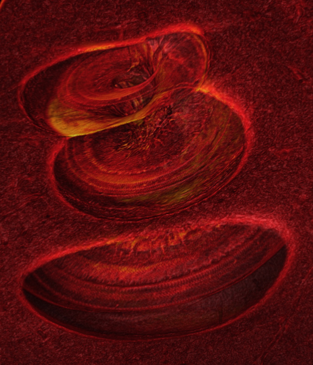 Cochlea endomicroscopy image